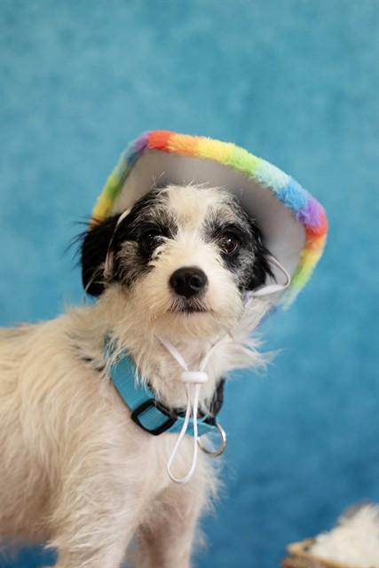 SHIRLEY, Adoptable, Young Female Terrier & Mixed Breed.