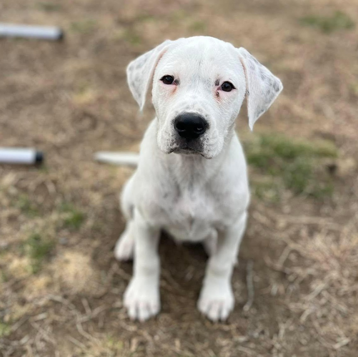 Callen*, Adoptable, Puppy Male Labrador Retriever & Boxer.