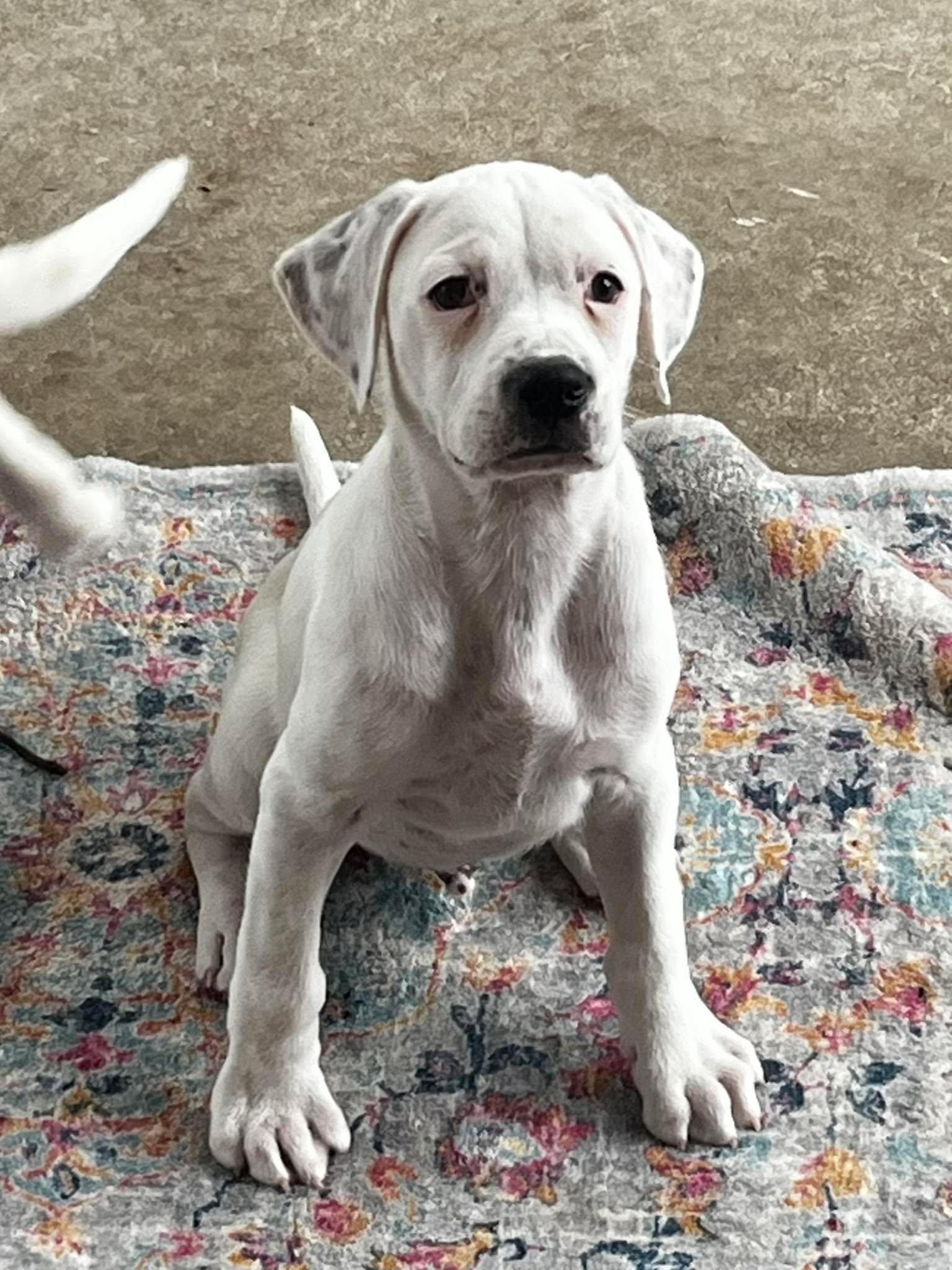 Enlarge Callen*, a Adoptable mixed breed in West Warwick, RI image 5/6