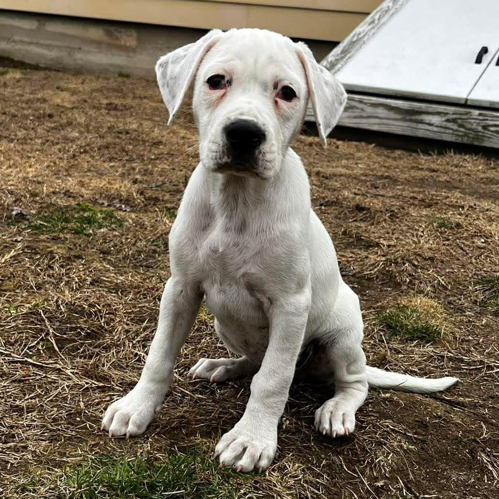 Enlarge Callen*, a Adoptable mixed breed in West Warwick, RI image 4/6