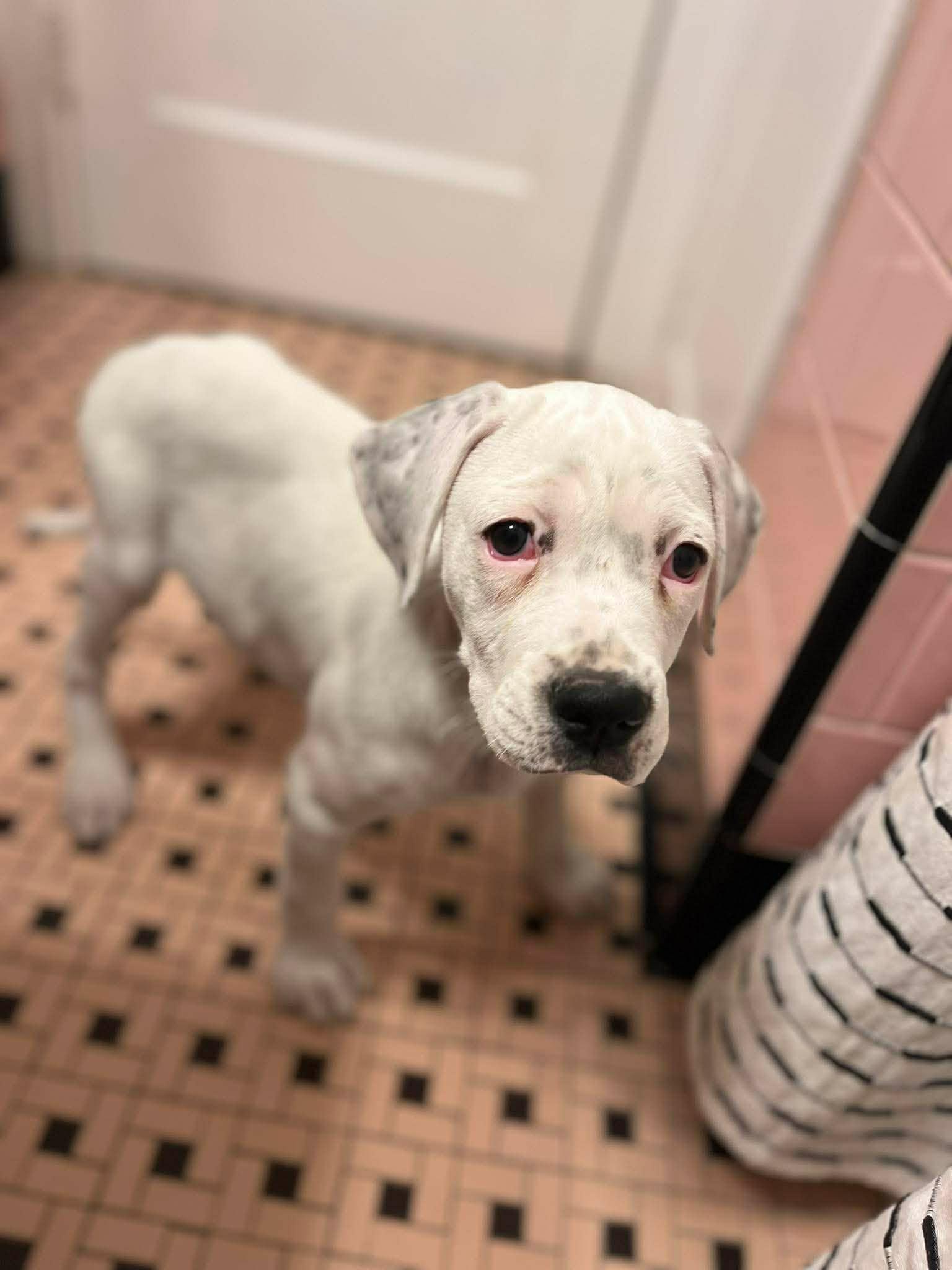 Enlarge Callen*, a Adoptable mixed breed in West Warwick, RI image 3/6