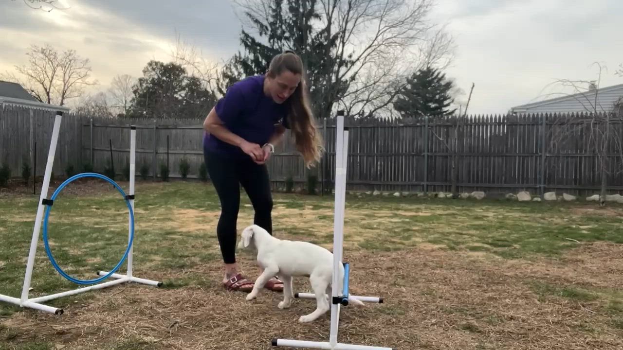 Enlarge Callen*, a Adoptable mixed breed in West Warwick, RI video 6/6