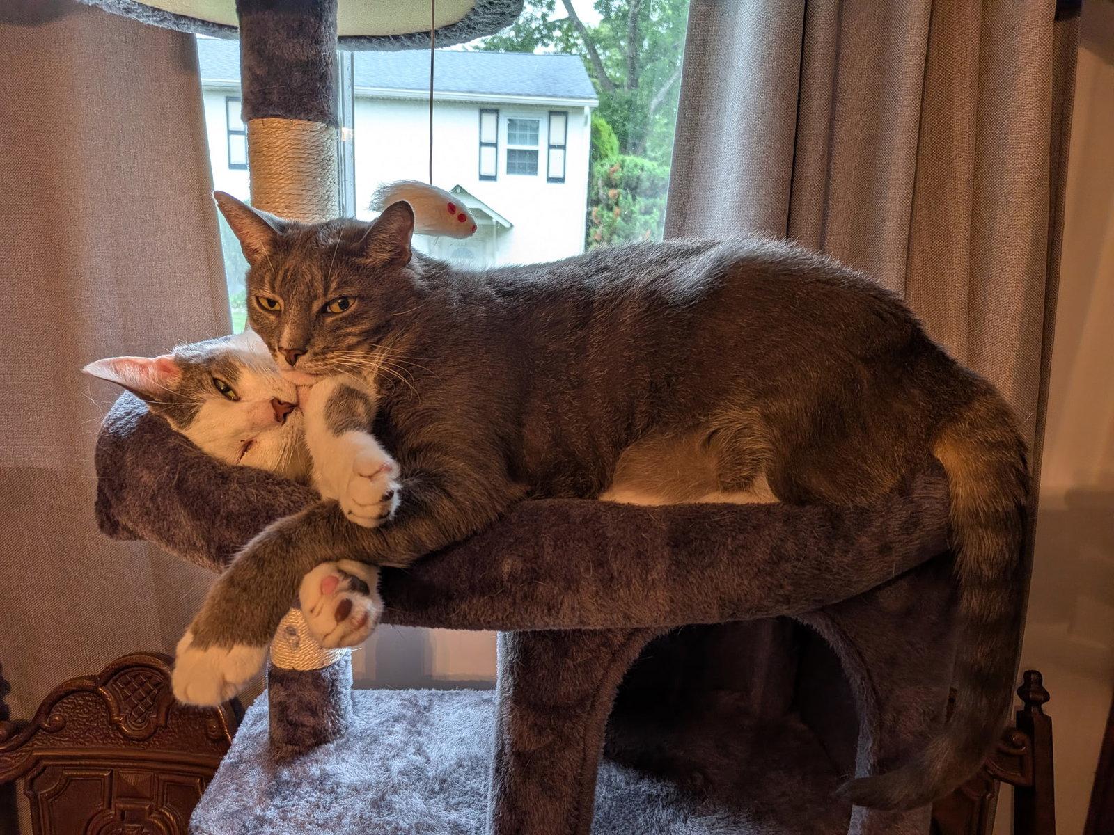 Bryce and Kyle, Adoptable, Adult Male Domestic Short Hair.