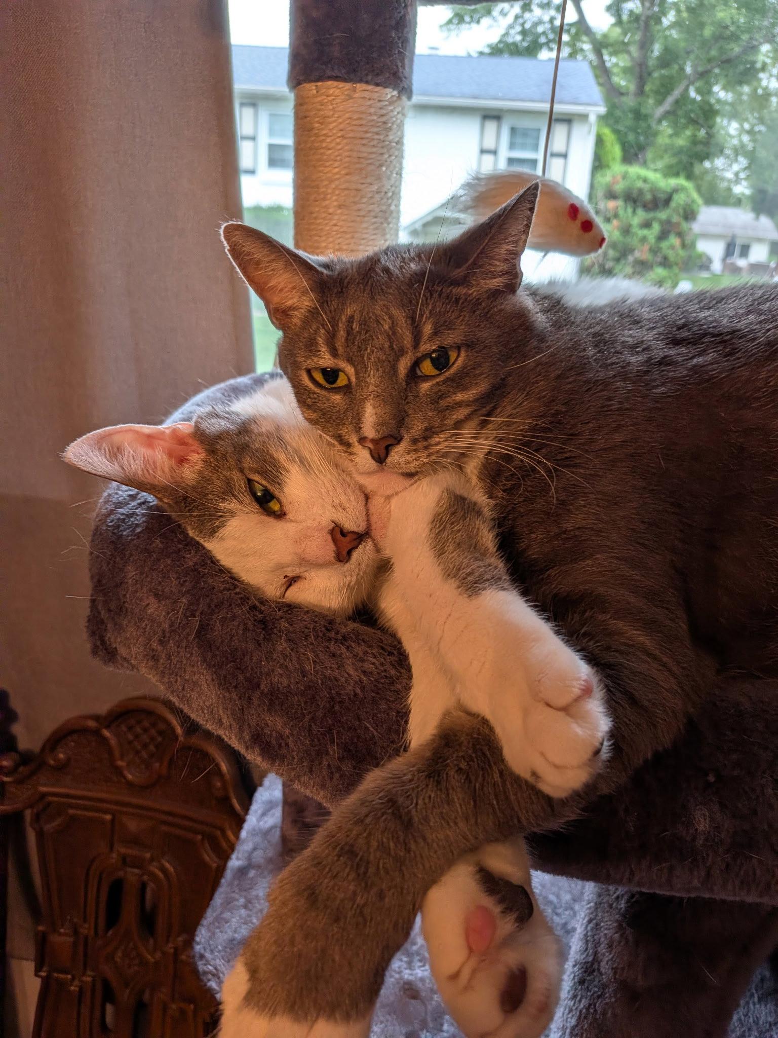 Enlarge Bryce and Kyle, a Adoptable Domestic Short Hair in Doylestown, PA image 2/3