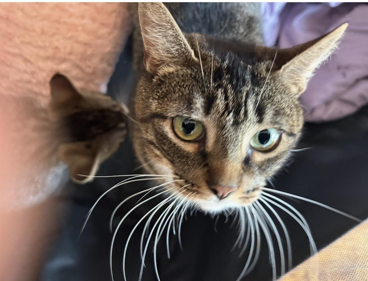 Enlarge Sarabi, a Adoptable Domestic Short Hair in Cortland, NY image 4/4