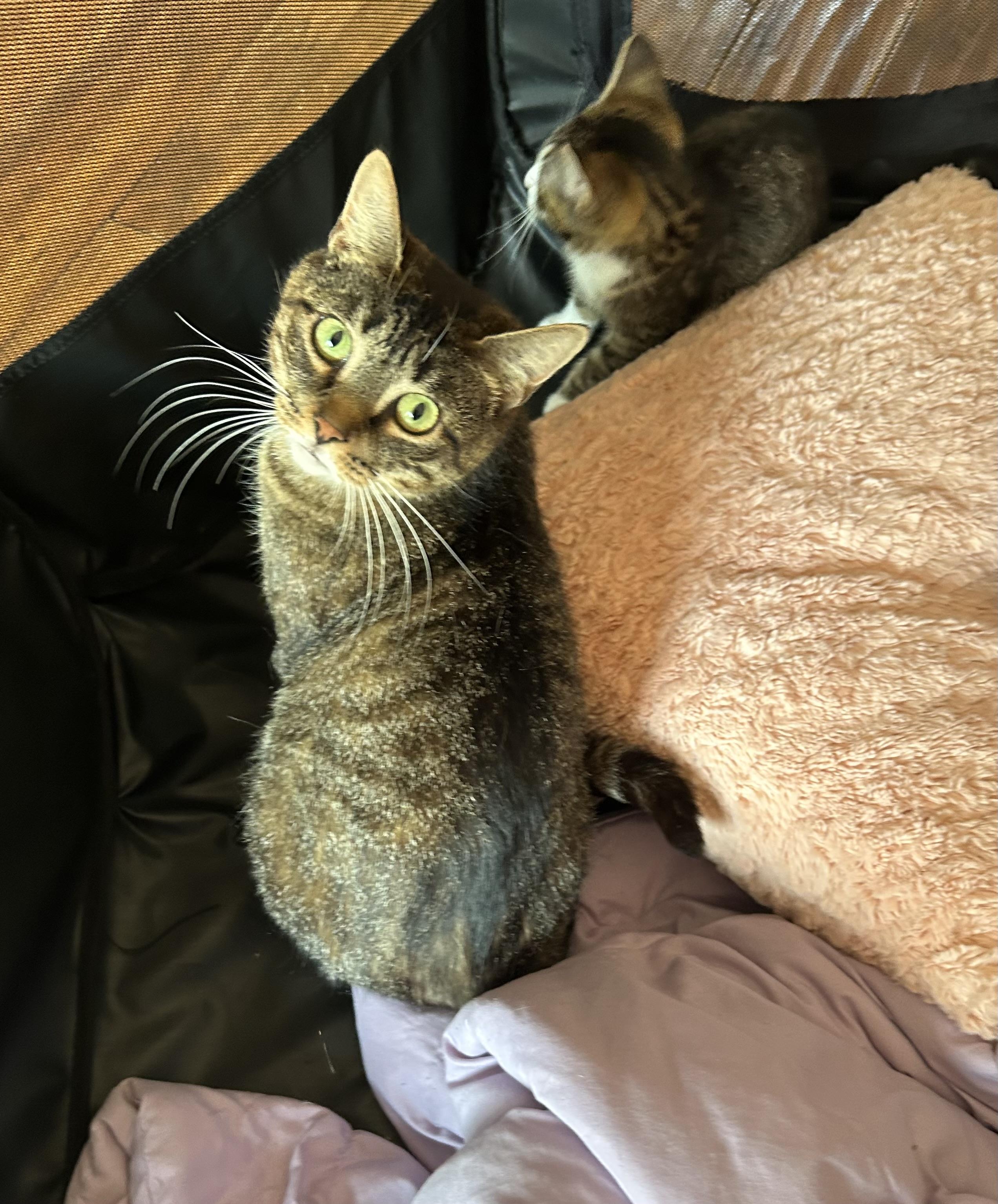 Enlarge Sarabi, a Adoptable Domestic Short Hair in Cortland, NY image 1/4