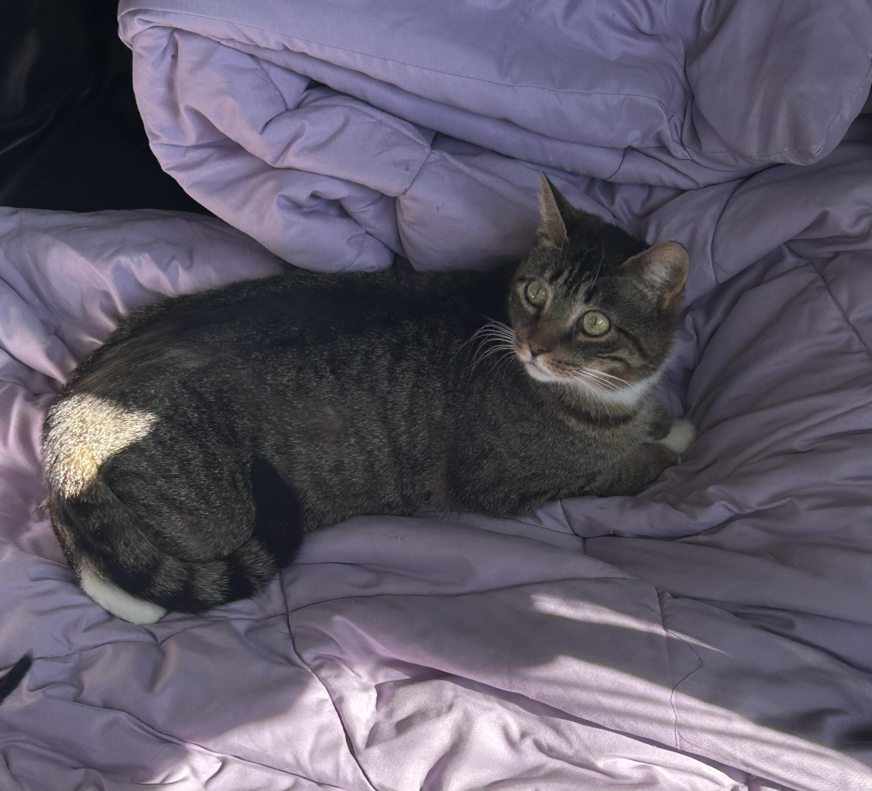 Sarabi, Adoptable, Adult Female Domestic Short Hair.
