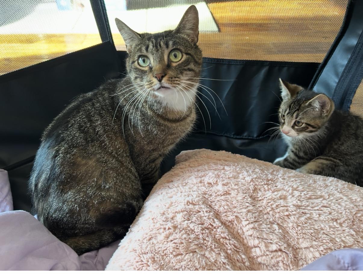 Enlarge Sarabi, a Adoptable Domestic Short Hair in Cortland, NY image 2/4