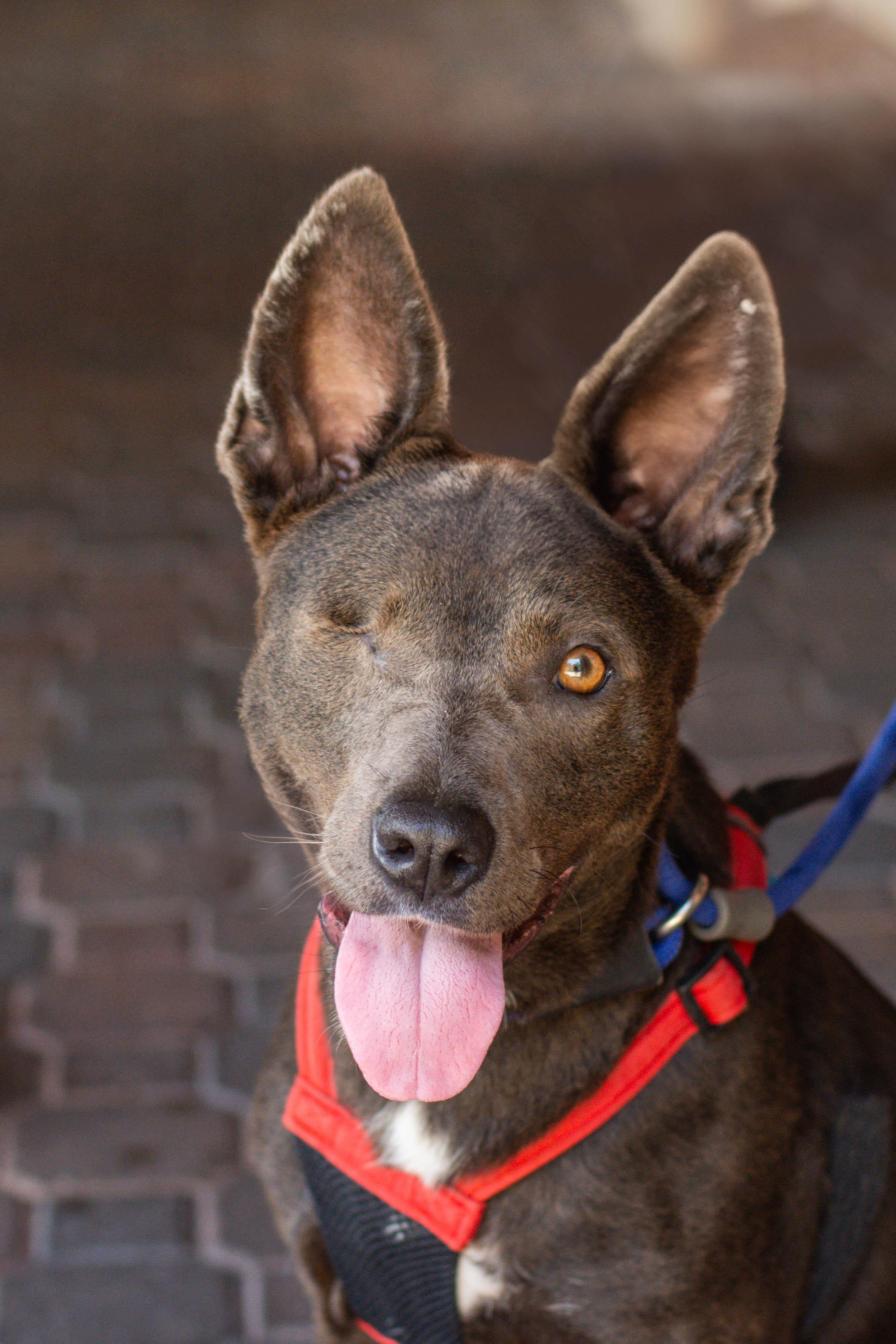 Mary, Adoptable, Adult Female Terrier.
