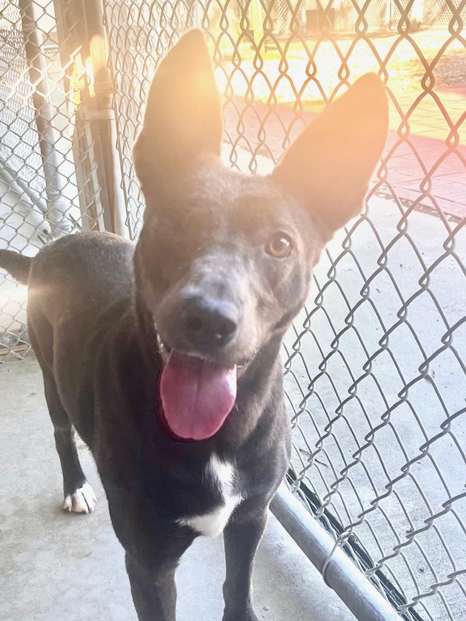 Enlarge Mary, a Adoptable mixed breed in Hilton Head Island, SC image 3/3