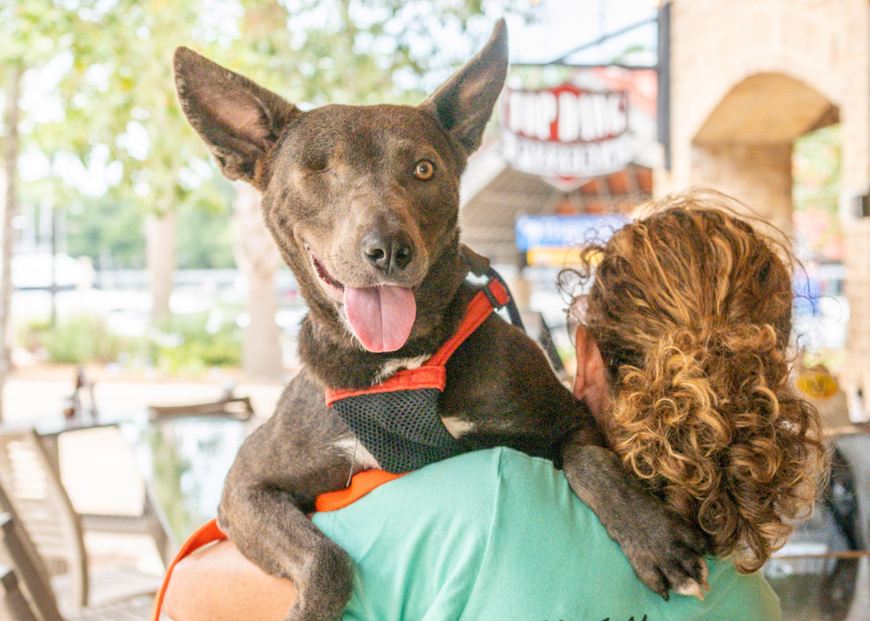 Enlarge Mary, a Adoptable mixed breed in Hilton Head Island, SC image 2/3