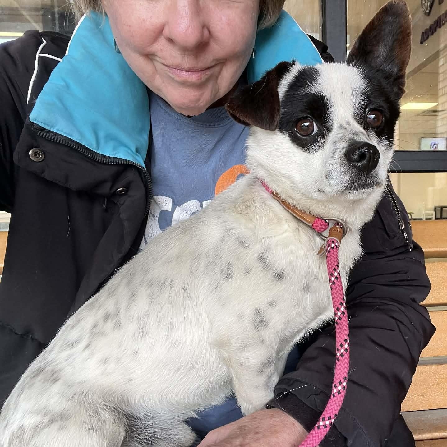 Enlarge Money, a ADOPTABLE Chihuahua in Cherry Hill, NJ image 3/6
