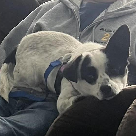 Enlarge Money, a ADOPTABLE Chihuahua in Cherry Hill, NJ image 5/6