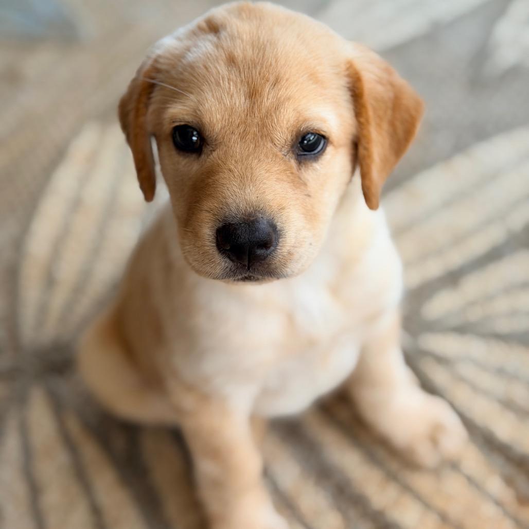 Enlarge Roane (in PA), a Adoptable mixed breed in Shoemakersville, PA image 1/6