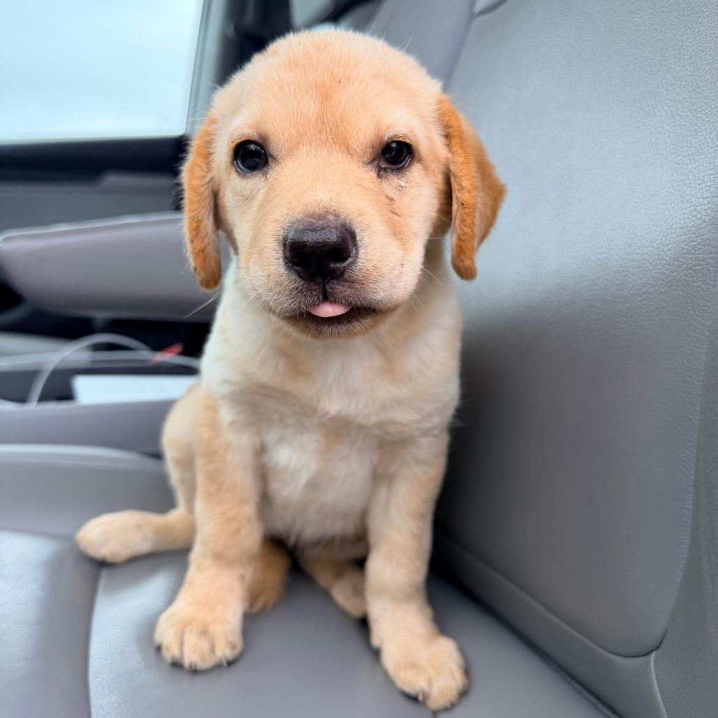 Roane (in PA), Adoptable, Puppy Female Yellow Labrador Retriever & Golden Retriever.