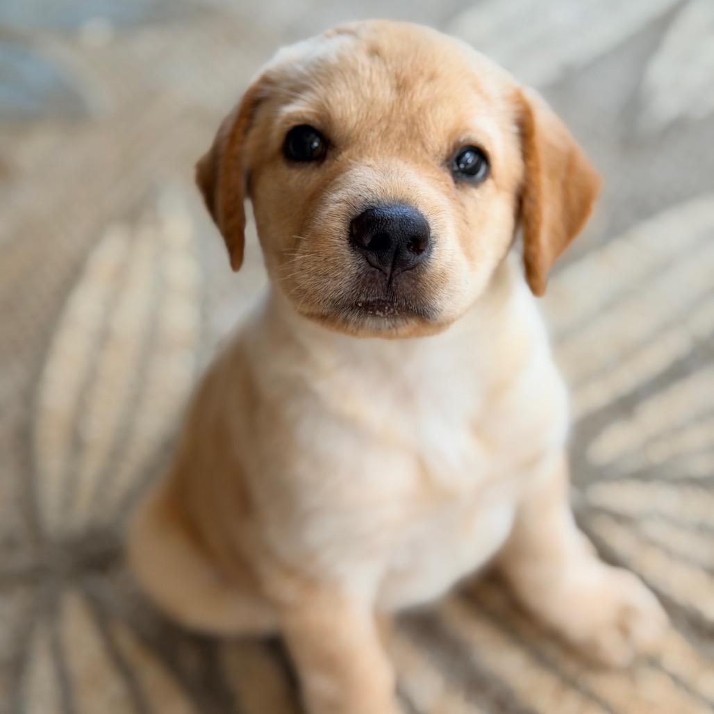 Enlarge Roane (in PA), a Adoptable mixed breed in Shoemakersville, PA image 5/6