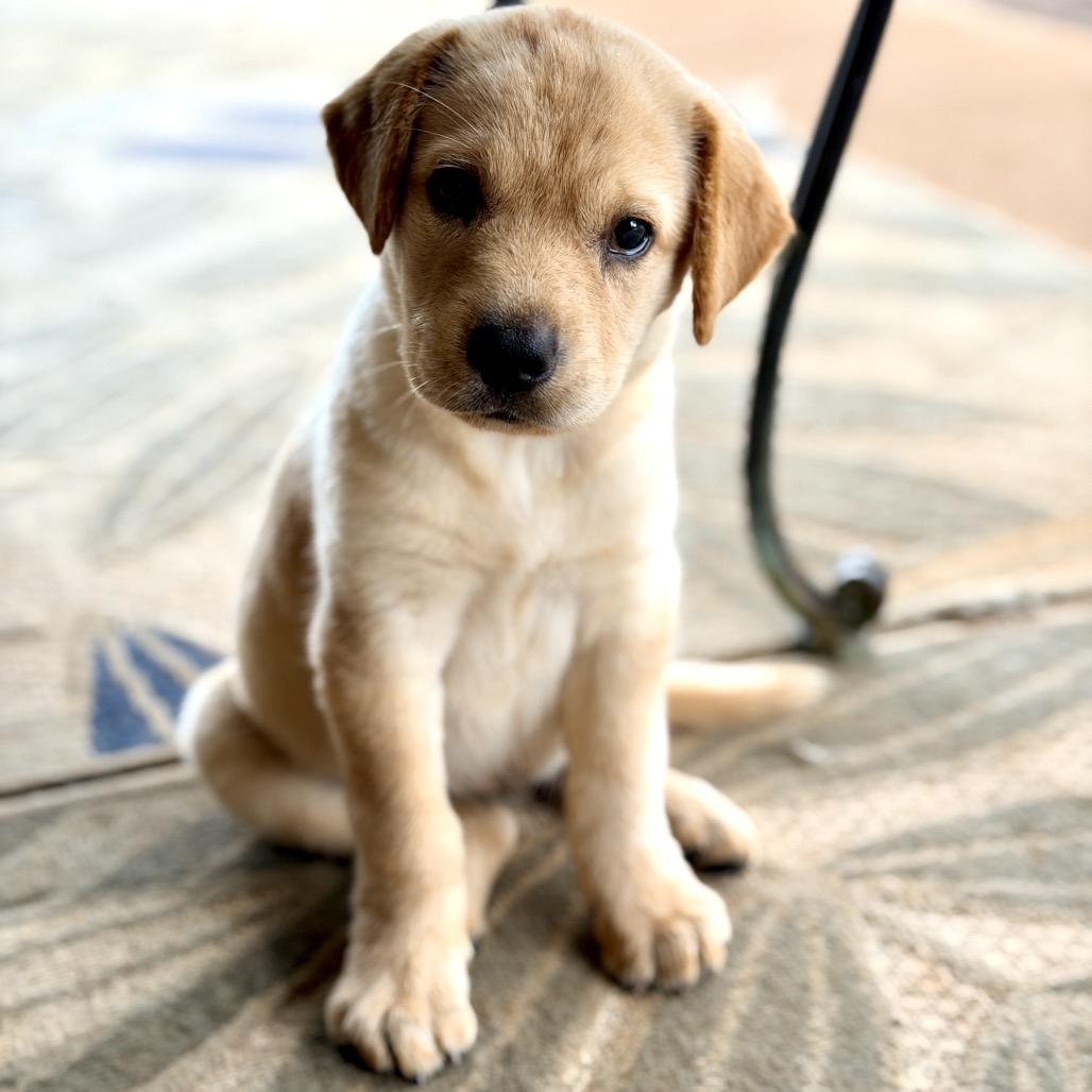 Enlarge Roane (in PA), a Adoptable mixed breed in Shoemakersville, PA image 2/6