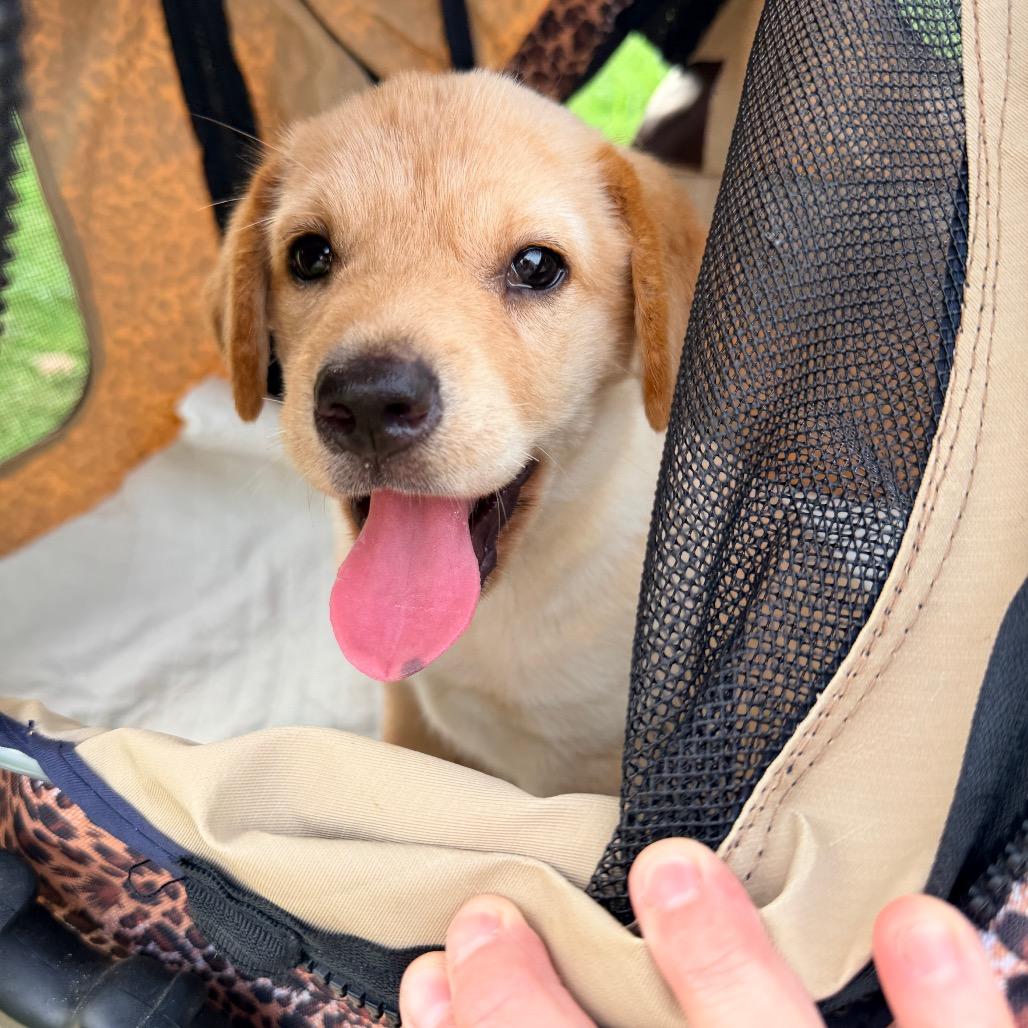Enlarge Roane (in PA), a Adoptable mixed breed in Shoemakersville, PA image 3/6
