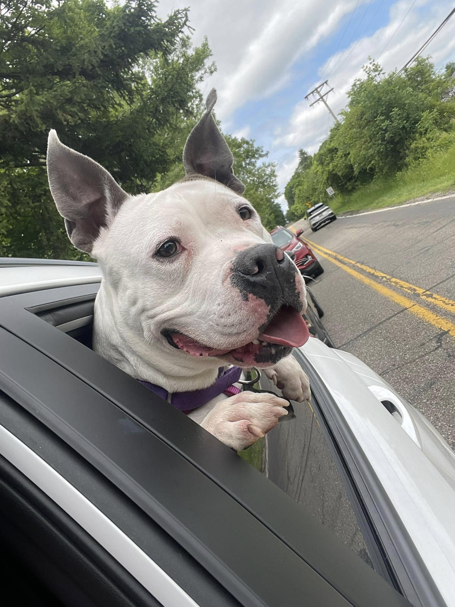 Duchess