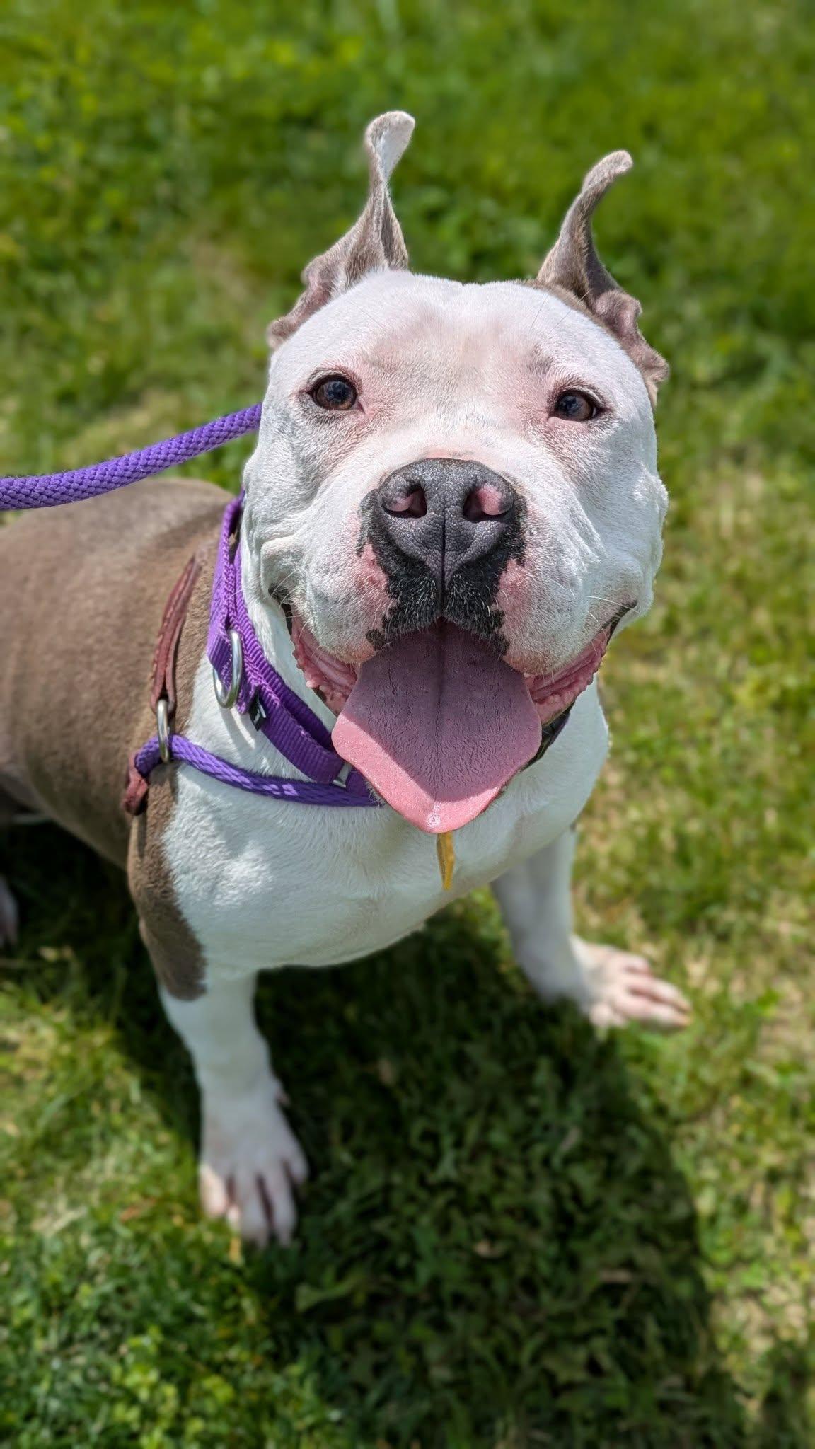 Duchess