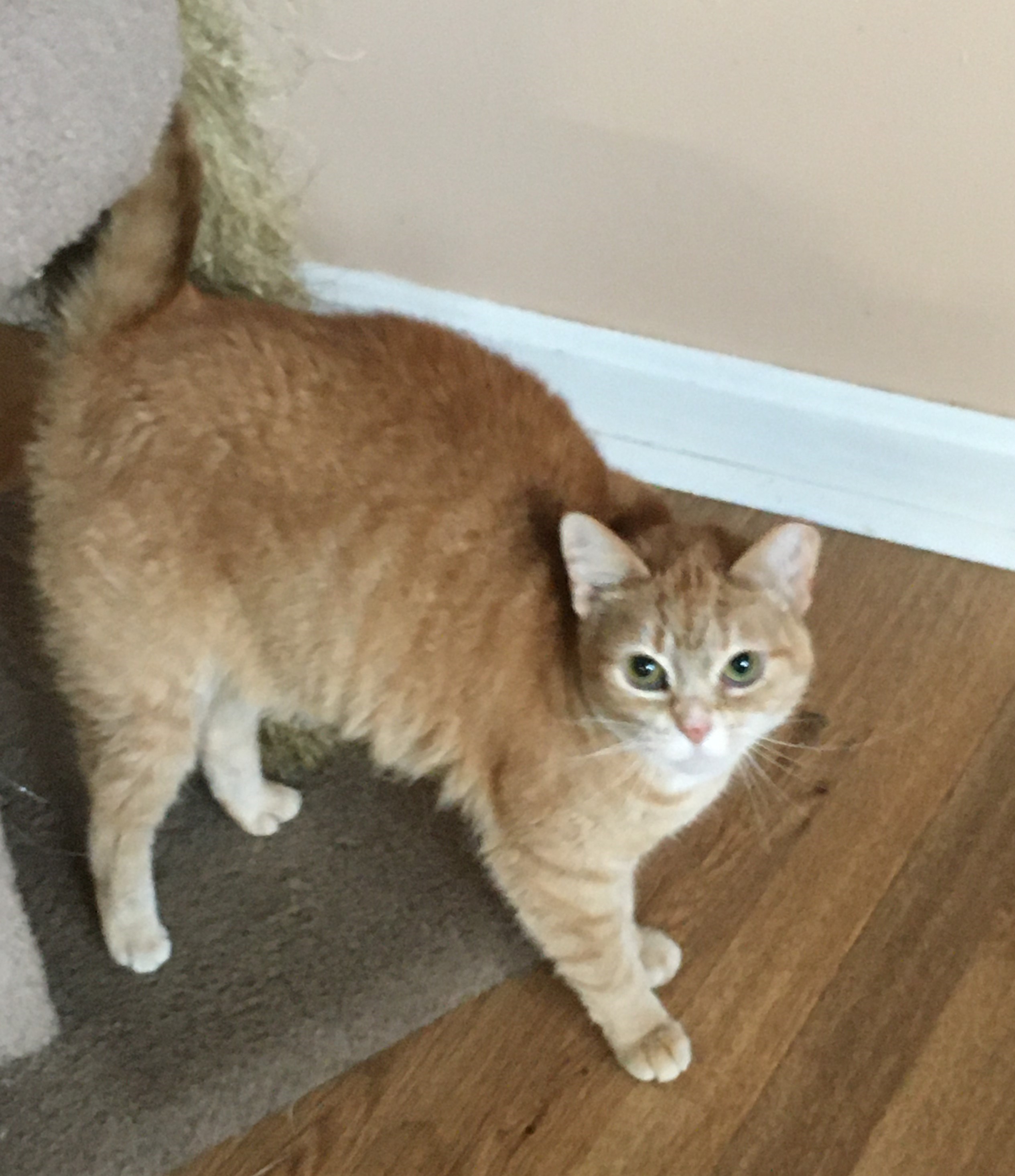 Vera Wang, a Adoptable Tabby in Vine Grove, KY image 1/10