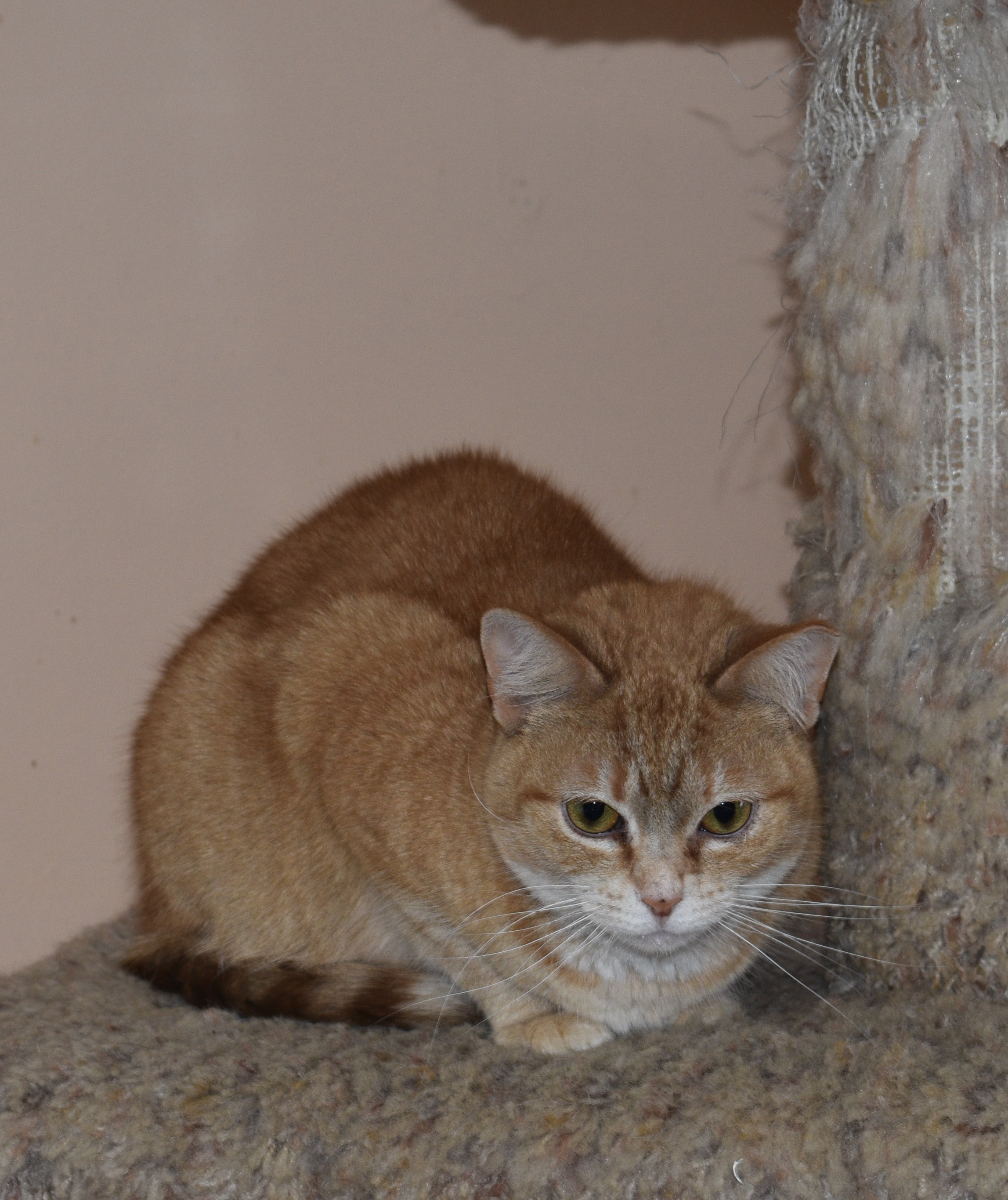 Vera Wang, a Adoptable Tabby in Vine Grove, KY image 2/10