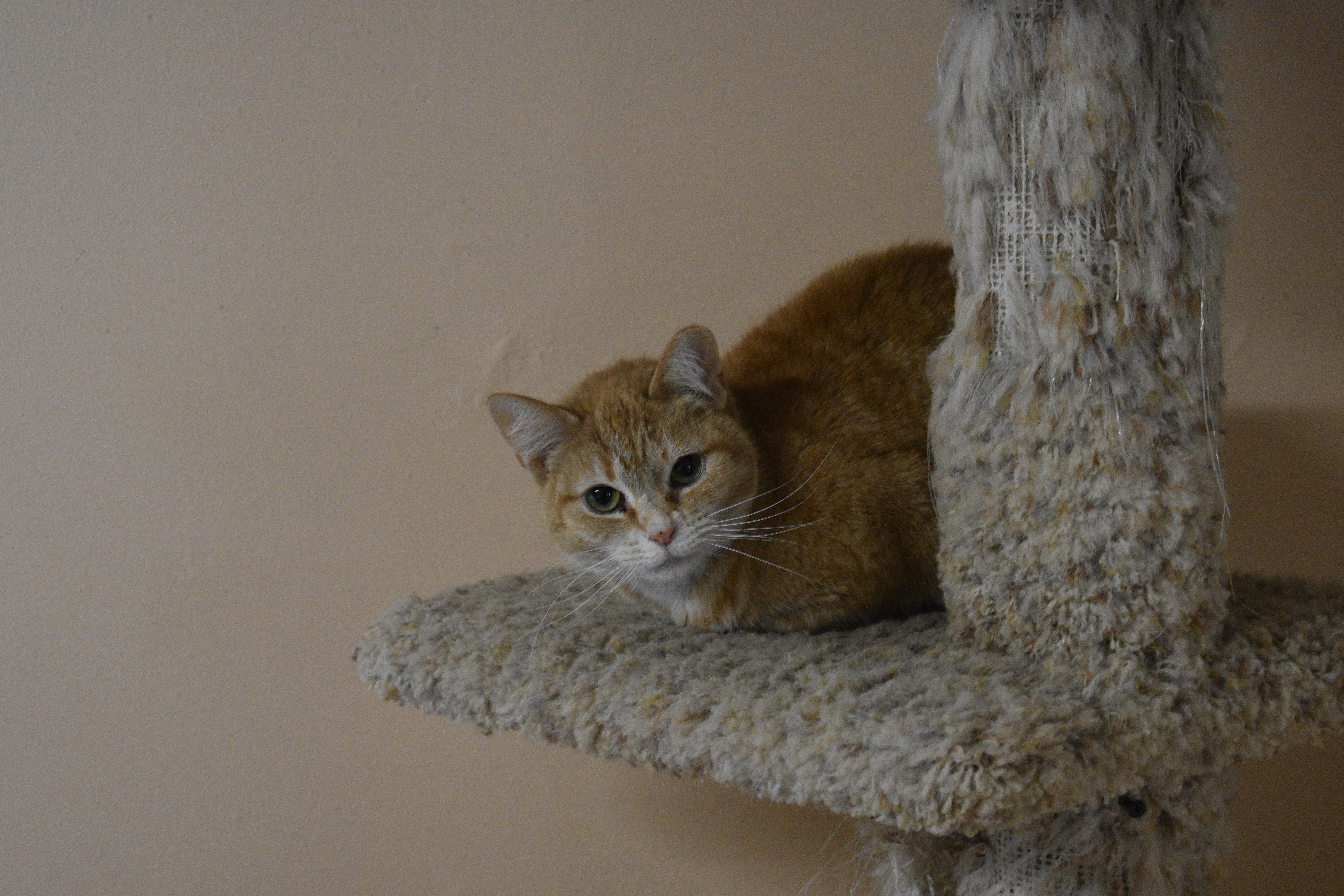 Vera Wang, a Adoptable Tabby in Vine Grove, KY image 3/10