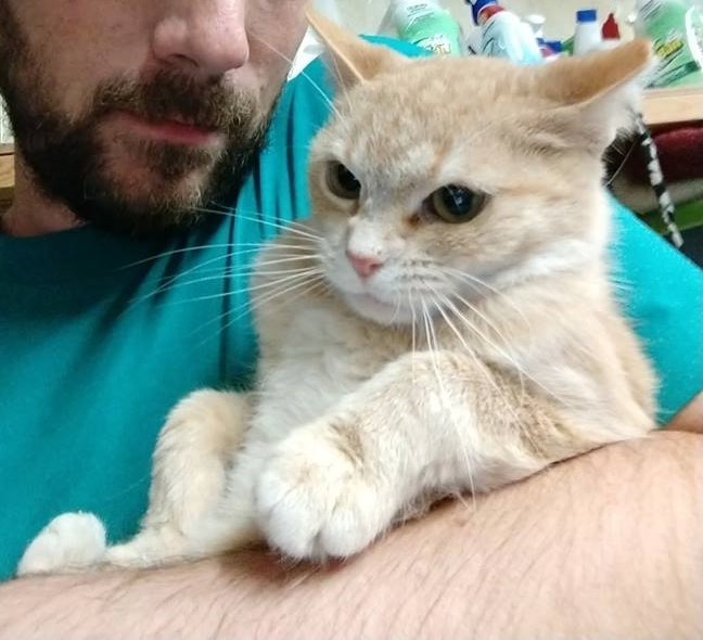 Vera Wang, a Adoptable Tabby in Vine Grove, KY image 4/10