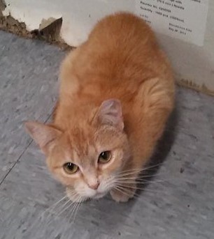 Vera Wang, a Adoptable Tabby in Vine Grove, KY image 5/10