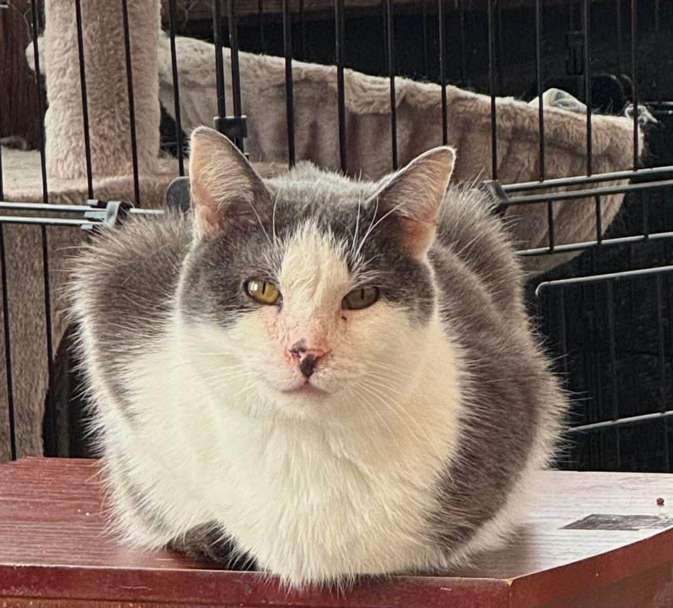 Enlarge Kane, a ADOPTABLE Domestic Short Hair in Ashton, ON image 4/4