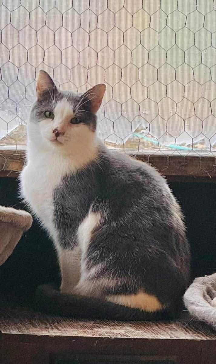 Enlarge Kane, a ADOPTABLE Domestic Short Hair in Ashton, ON image 2/4