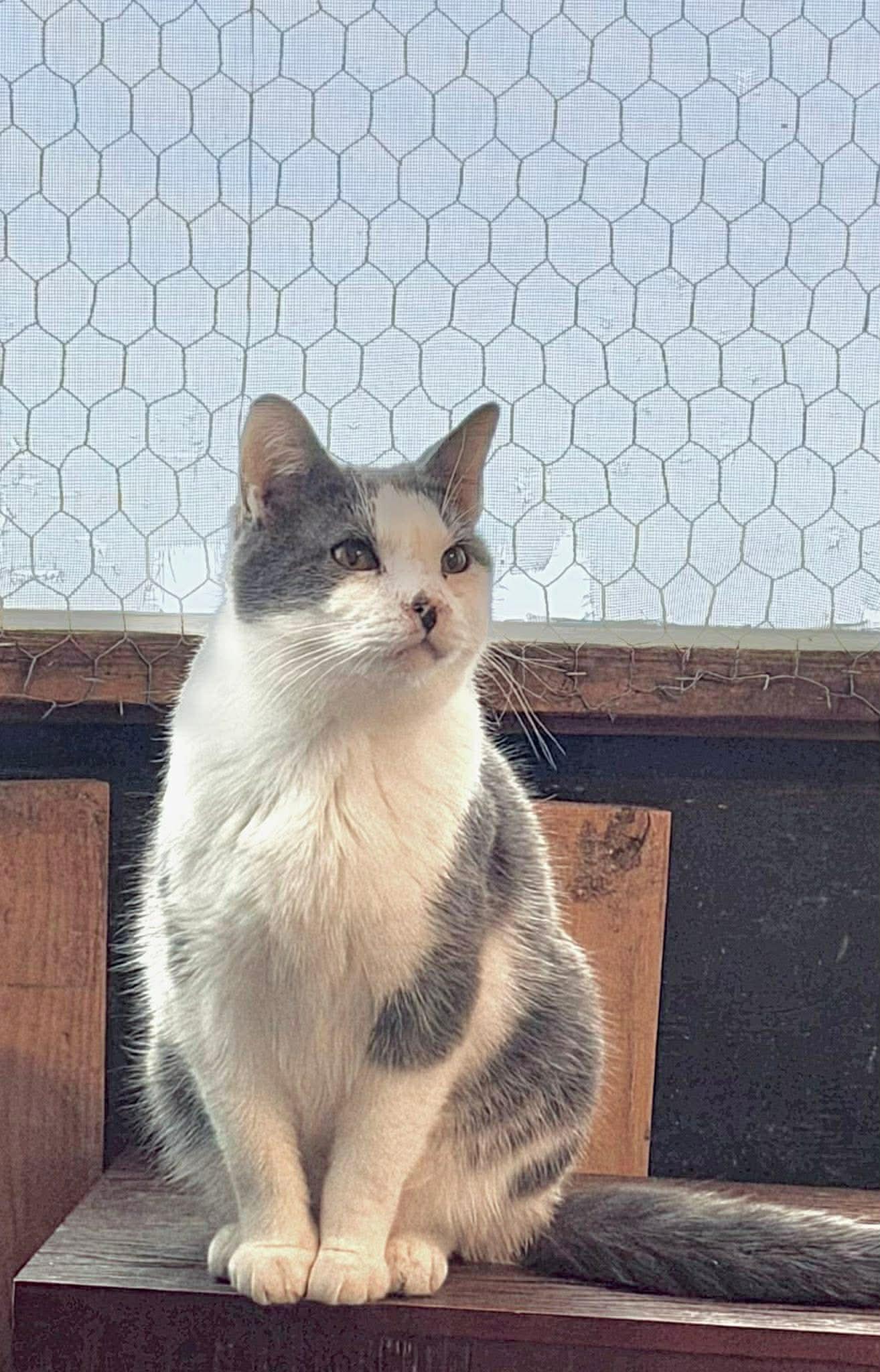 Enlarge Kane, a ADOPTABLE Domestic Short Hair in Ashton, ON image 3/4