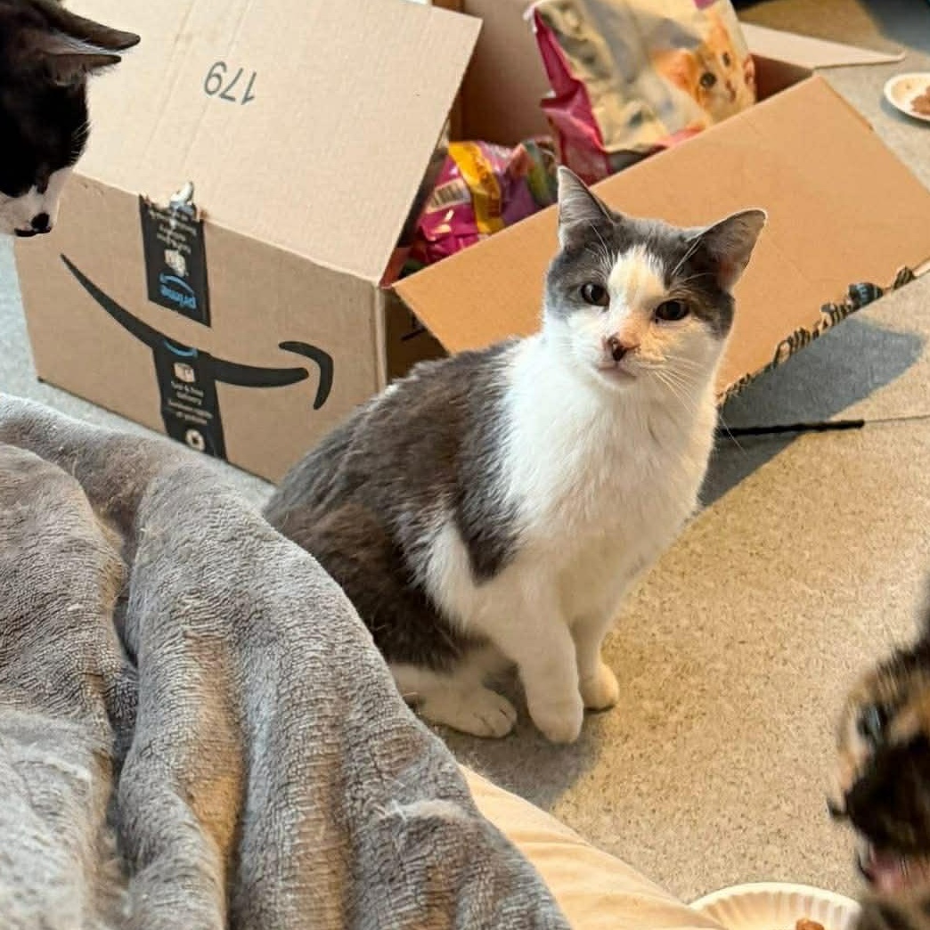 Kane, ADOPTABLE, Adult Male Domestic Short Hair.