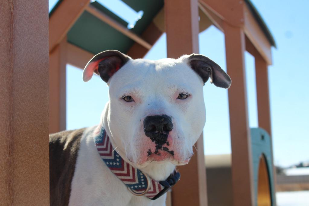 Rocky Road, a Adoptable Pit Bull Terrier in Chestertown, MD image 3/3