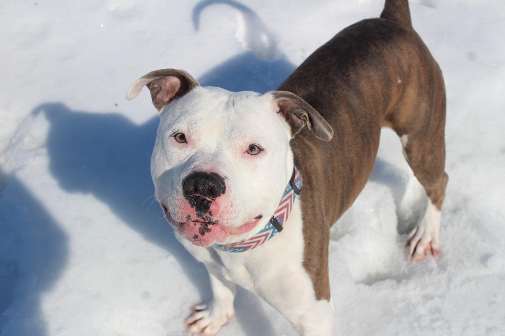 Rocky Road, Adoptable, Adult Male Pit Bull Terrier.