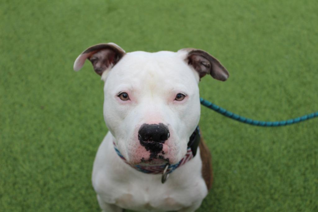 Rocky Road, a Adoptable Pit Bull Terrier in Chestertown, MD image 2/3