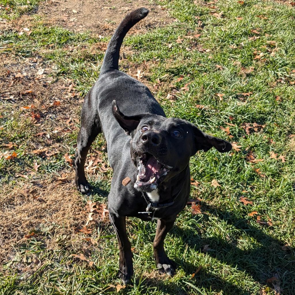 Enlarge Mr. Jingles, a Adoptable mixed breed in Warrensburg, MO image 2/6