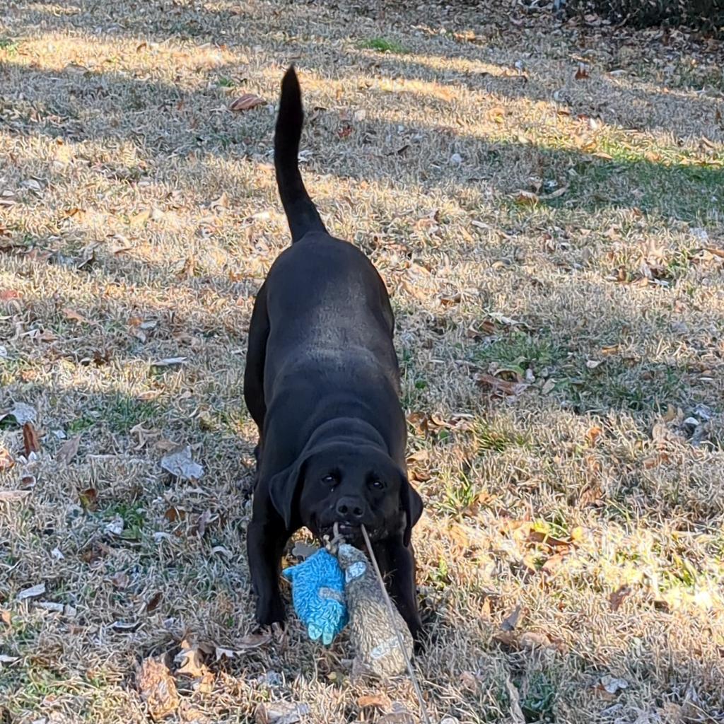 Enlarge Mr. Jingles, a Adoptable mixed breed in Warrensburg, MO image 3/6