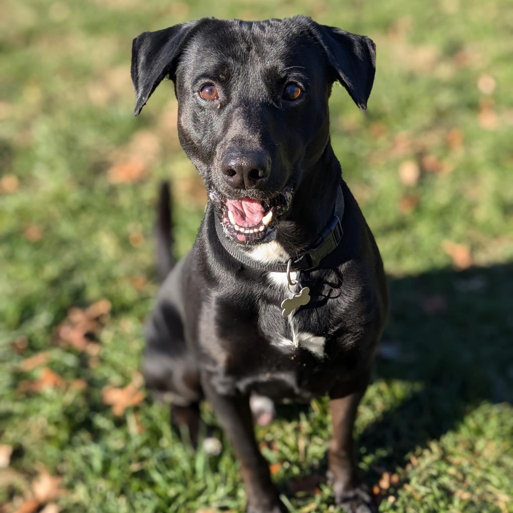 Enlarge Mr. Jingles, a Adoptable mixed breed in Warrensburg, MO image 4/6