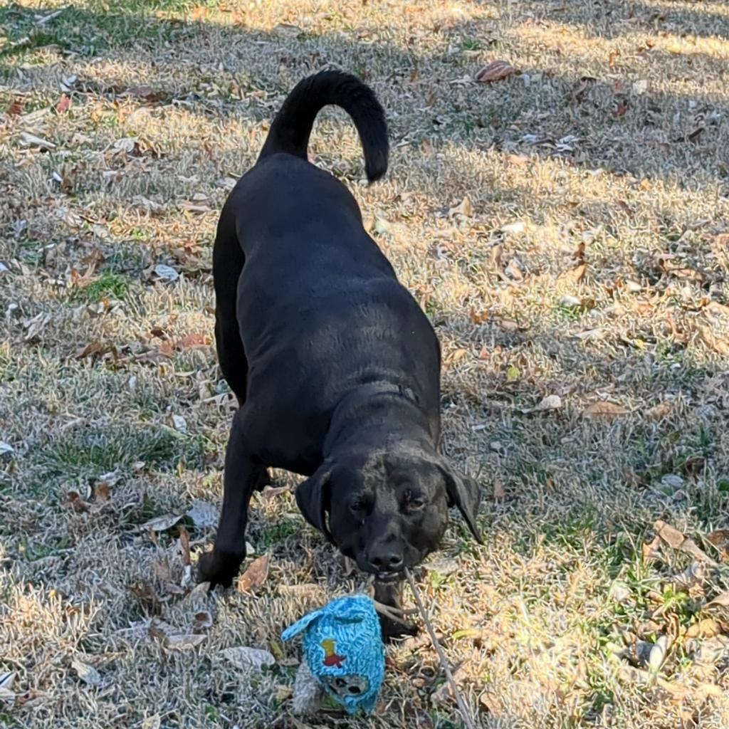 Enlarge Mr. Jingles, a Adoptable mixed breed in Warrensburg, MO image 5/6