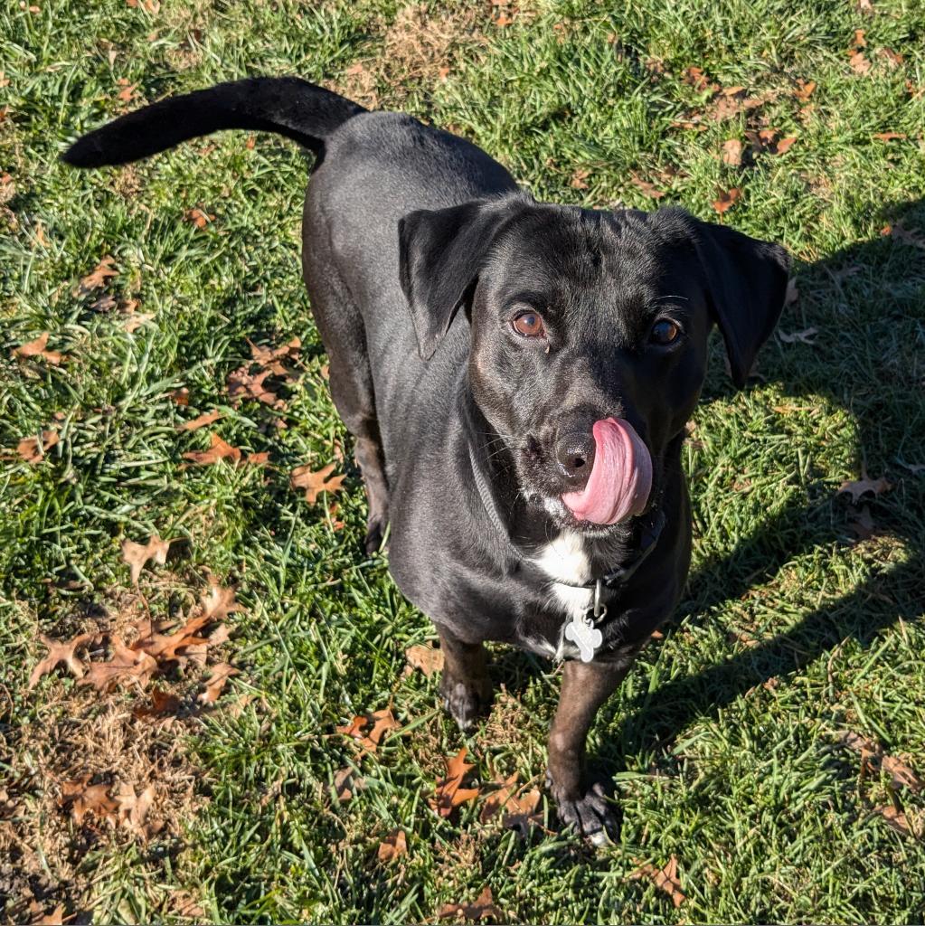Mr. Jingles, a Adoptable mixed breed in Warrensburg, MO image 5/6