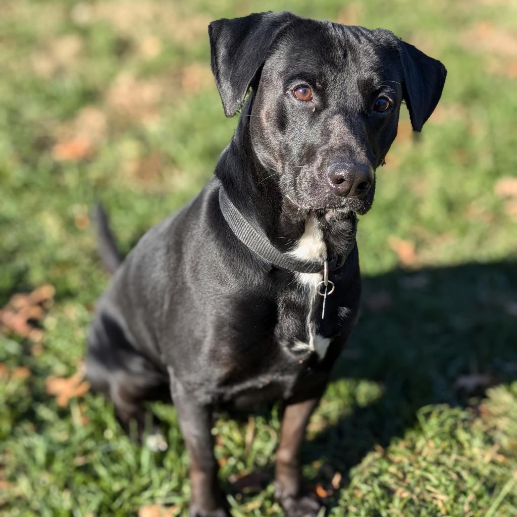 Enlarge Mr. Jingles, a Adoptable mixed breed in Warrensburg, MO image 6/6