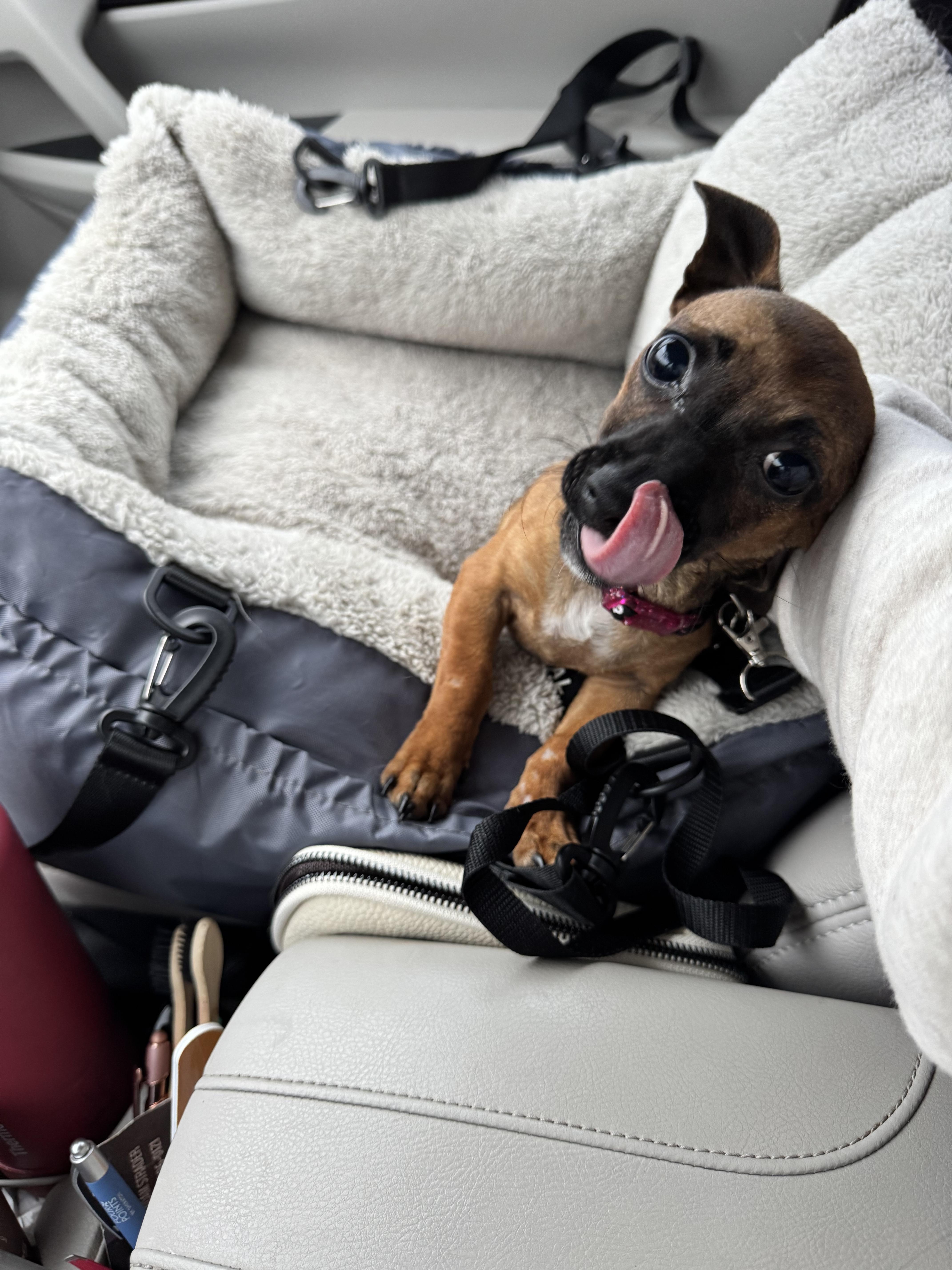 poppy, Adoptable, Puppy Female Chihuahua.