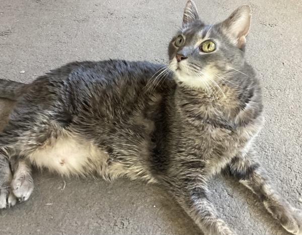 Boots, Adoptable, Senior Female Domestic Short Hair.