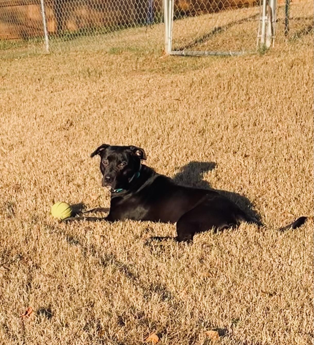 Enlarge ANISE, a ADOPTABLE mixed breed in Alpharetta, GA image 1/5