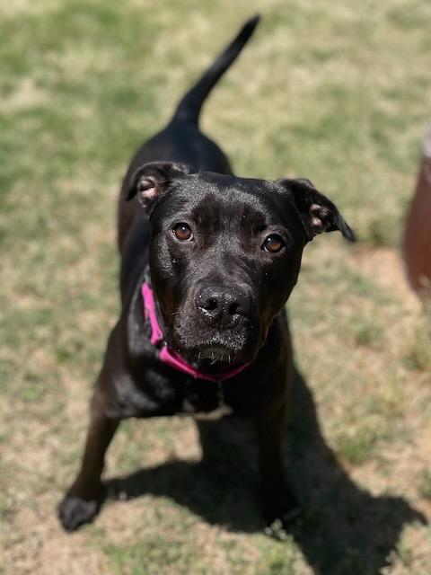 ANISE, ADOPTABLE, Young Female American Staffordshire Terrier.