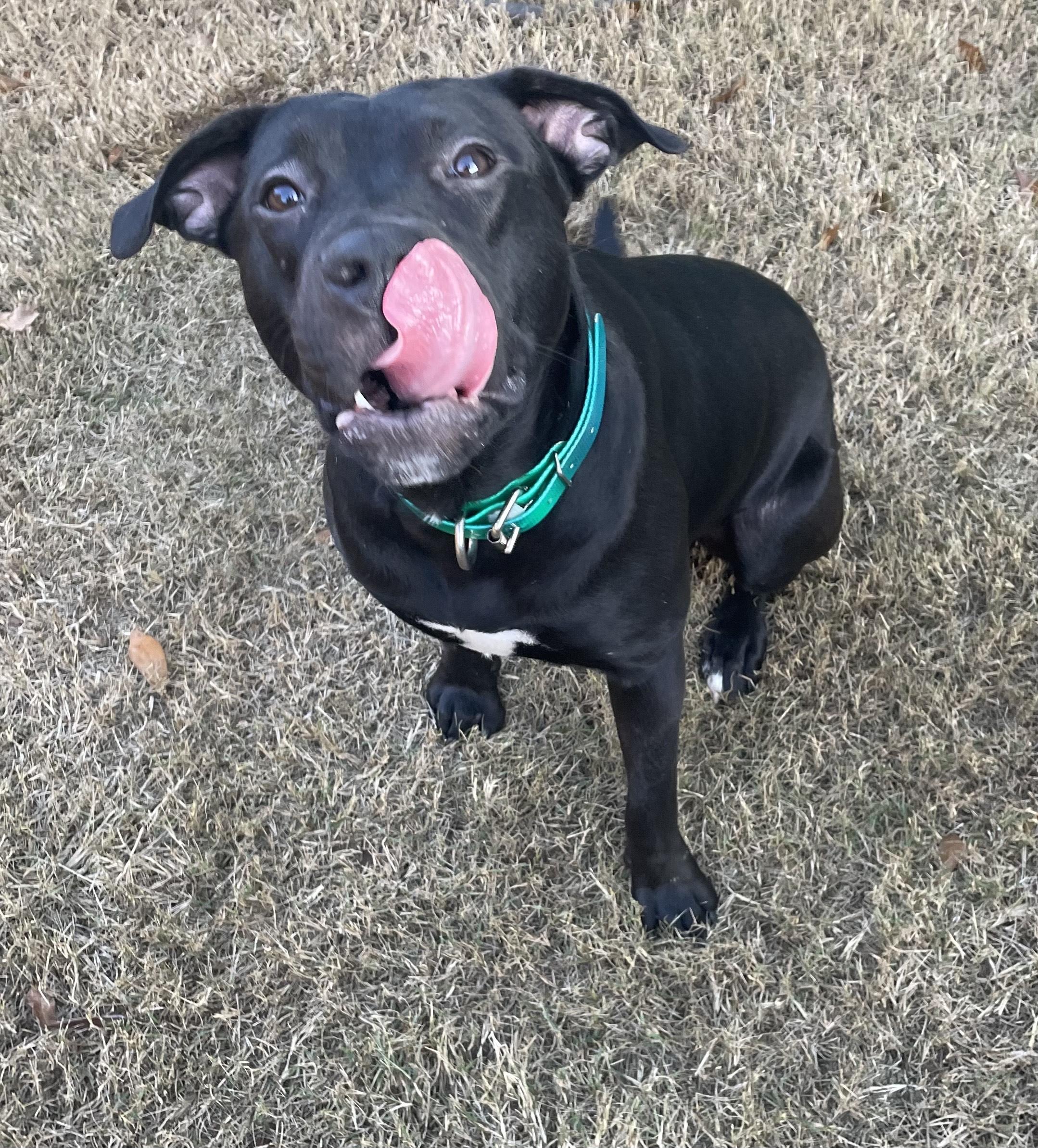 Enlarge ANISE, a ADOPTABLE mixed breed in Alpharetta, GA image 2/5