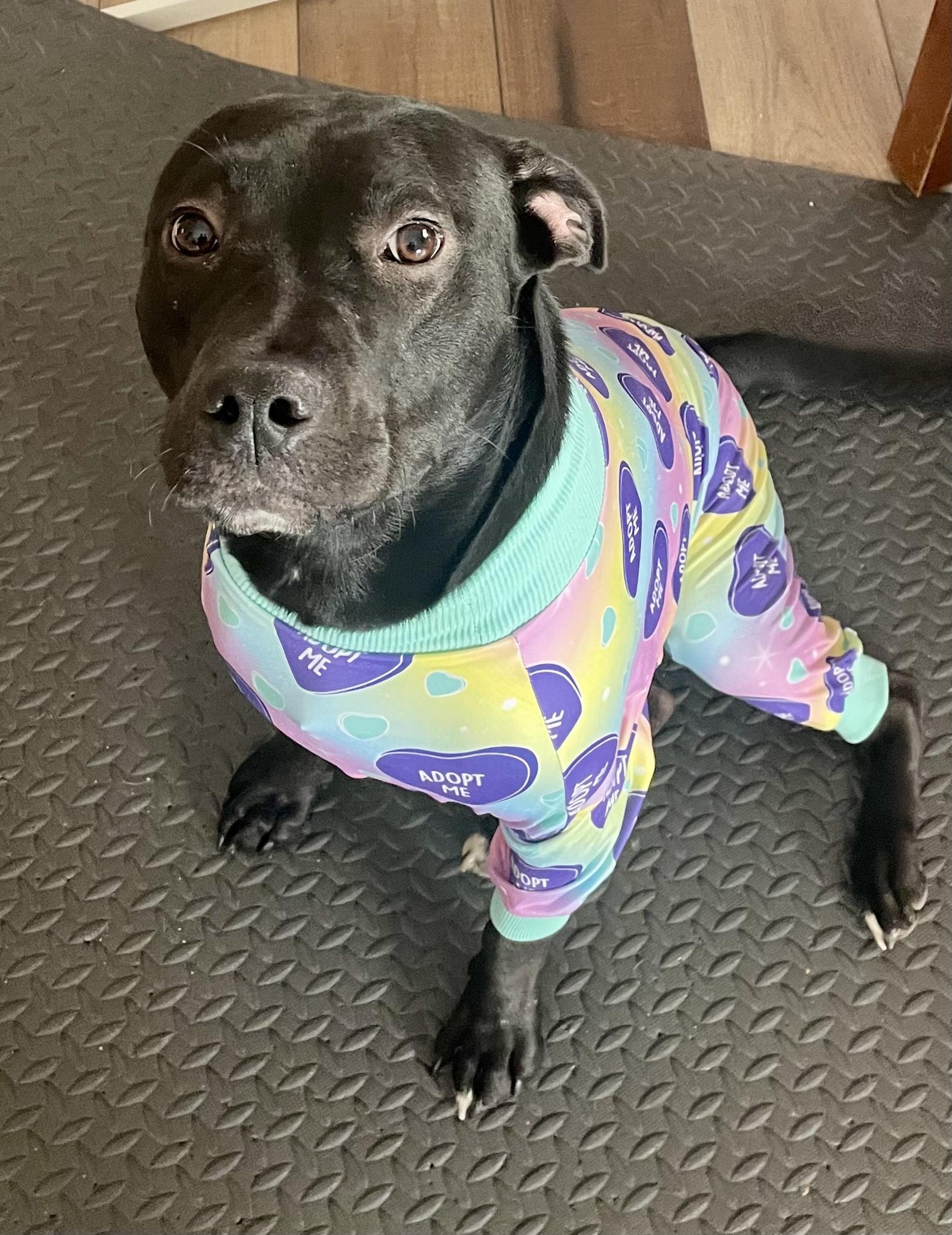 Enlarge ANISE, a ADOPTABLE mixed breed in Alpharetta, GA image 3/5