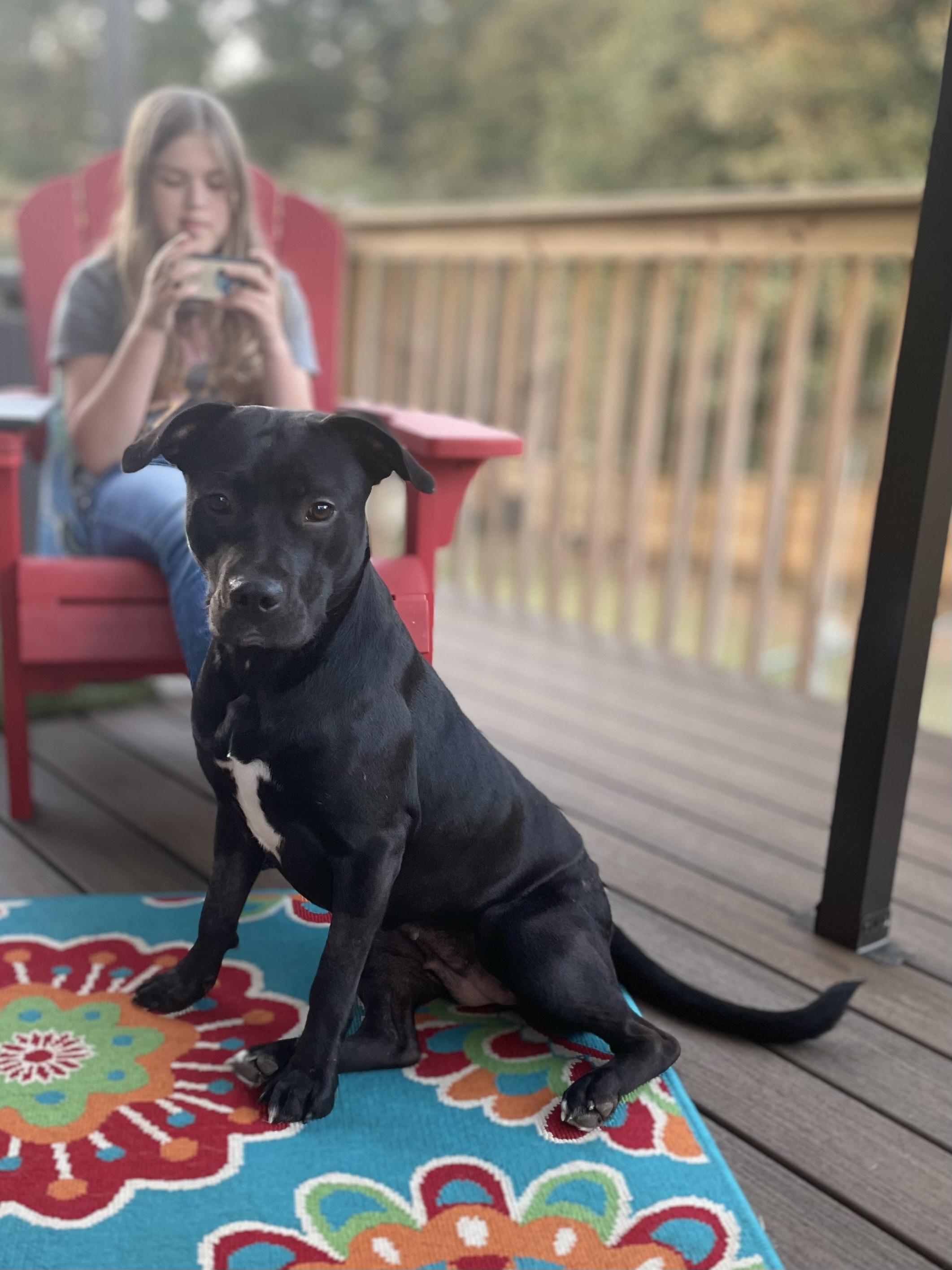 Enlarge ANISE, a ADOPTABLE mixed breed in Alpharetta, GA image 4/5