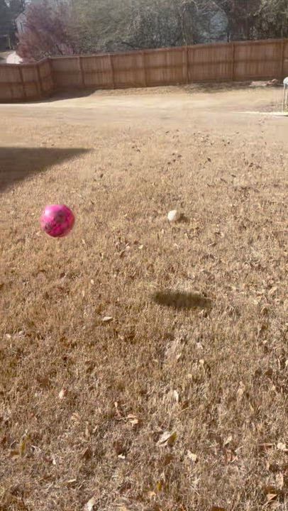 Enlarge ANISE, a ADOPTABLE mixed breed in Alpharetta, GA video 5/5